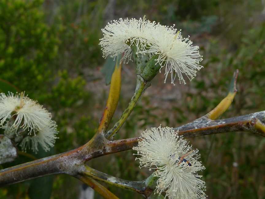 Royal National Park, Royal Nat'l Park, NSW