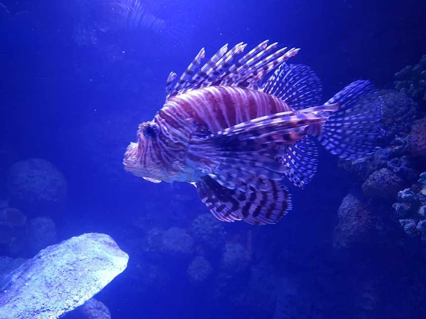 Cairns Aquarium, Cairns City, QLD