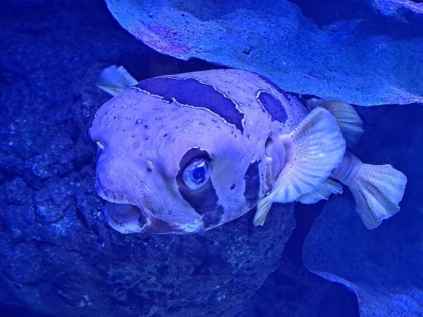 Cairns Aquarium, Cairns City, QLD