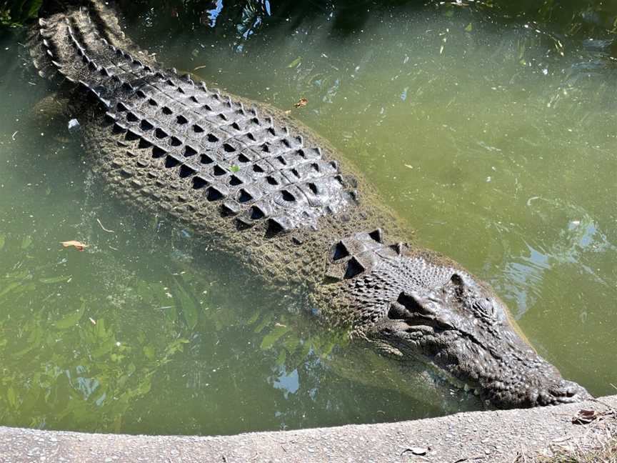 Hartley's Crocodile Adventures, Wangetti, QLD