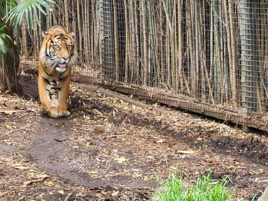 Melbourne Zoo, Parkville, VIC