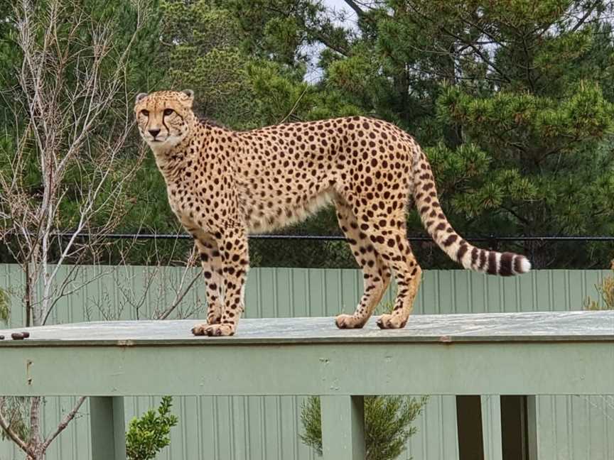 National Zoo & Aquarium, Yarralumla, ACT