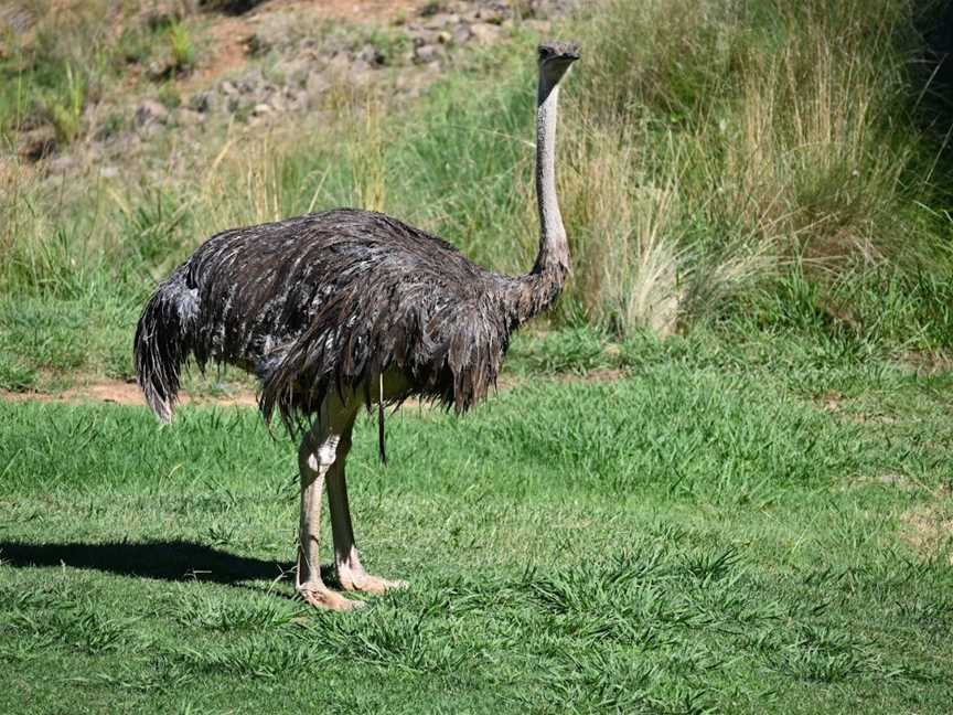 National Zoo & Aquarium, Yarralumla, ACT