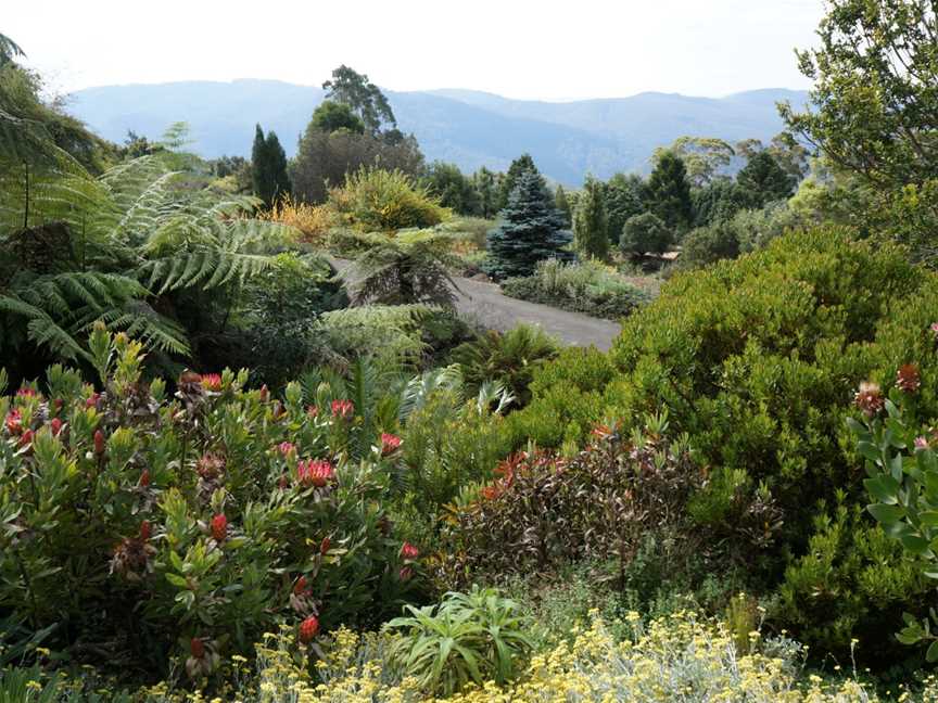 Blue Mountains Botanic Garden, Mount Tomah, NSW