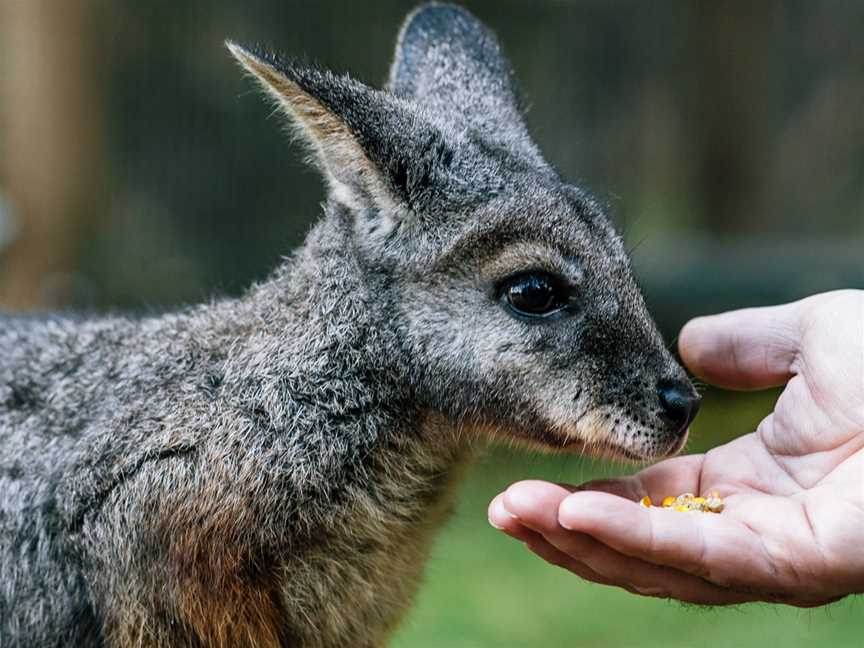 Moonlit Sanctuary Wildlife Conservation Park, Pearcedale, VIC