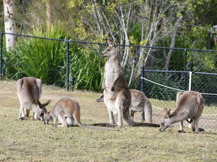 Symbio Wildlife Park, Helensburgh, NSW