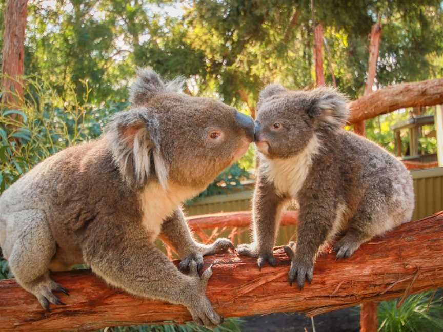 Ballarat Wildlife Park, Ballarat East, VIC