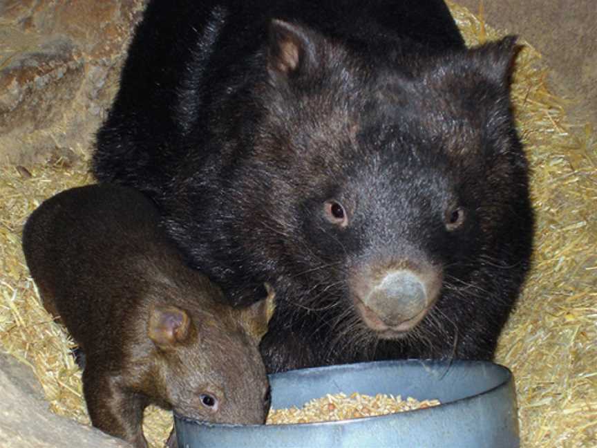 Ballarat Wildlife Park, Ballarat East, VIC