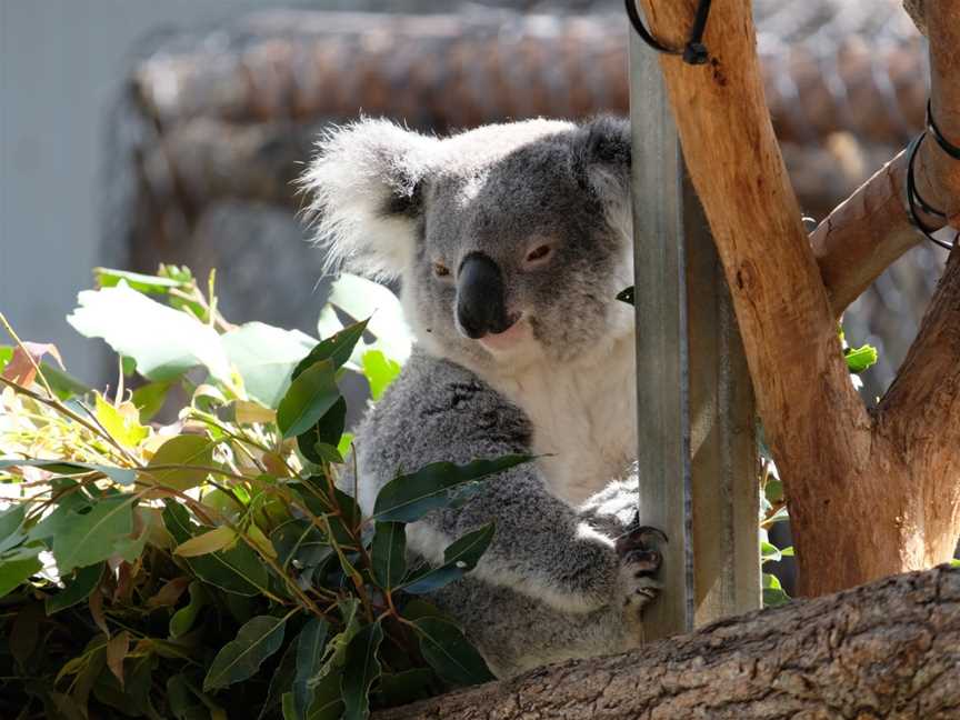 Koala Hospital, Port Macquarie, NSW