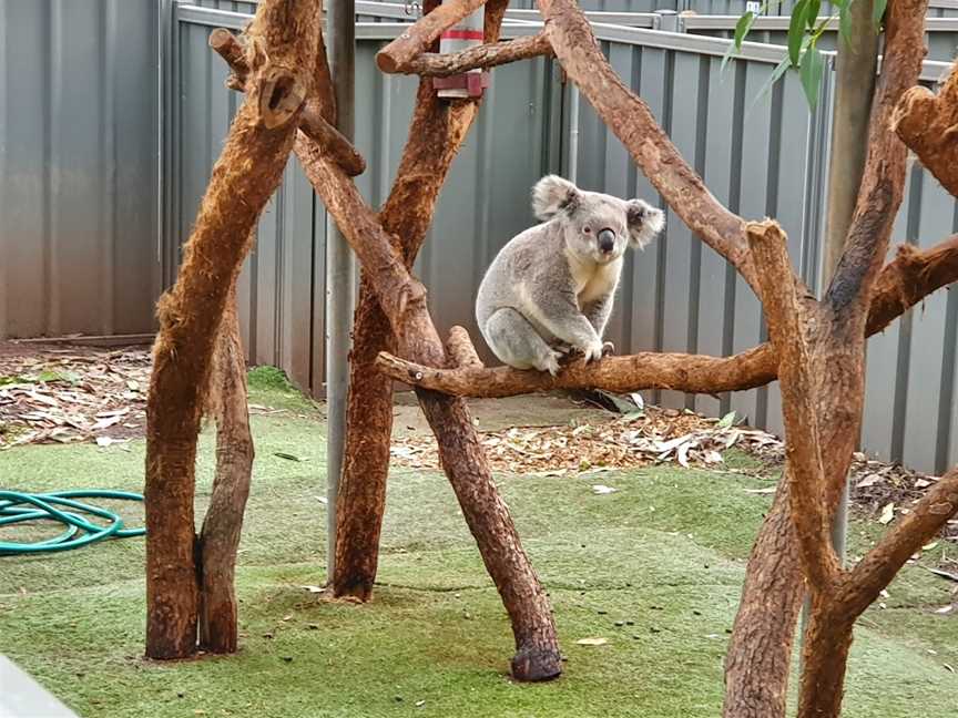 Koala Hospital, Port Macquarie, NSW