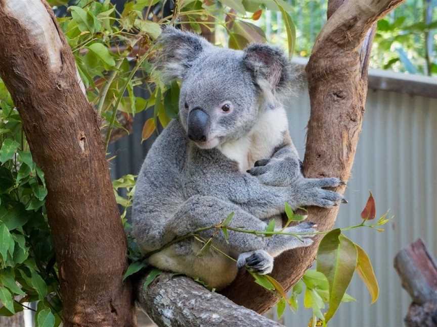 Kuranda Koala Gardens, Kuranda, QLD