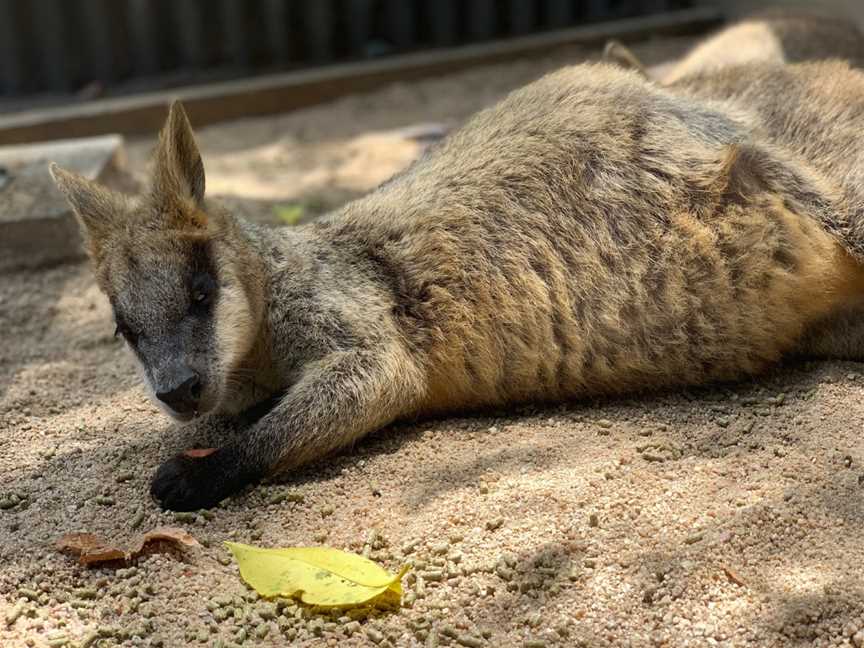 Kuranda Koala Gardens, Kuranda, QLD