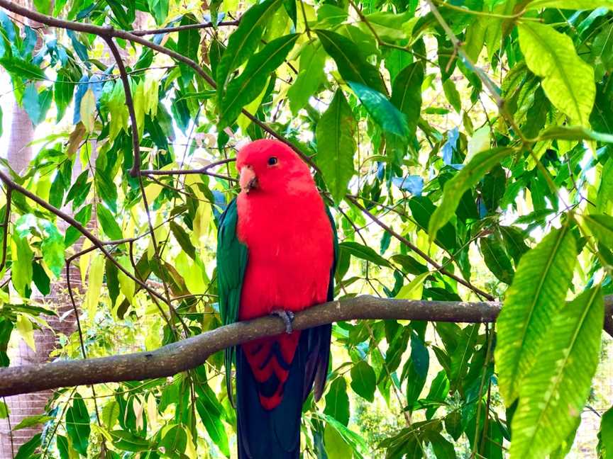 Ipswich Nature Centre, Ipswich, QLD