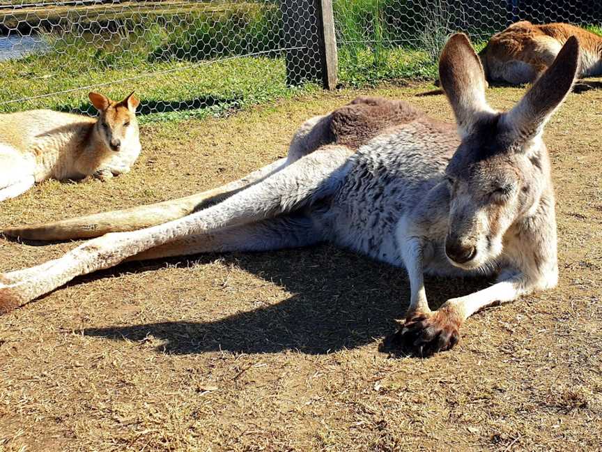 Hunter Valley Wildlife Park, Nulkaba, NSW