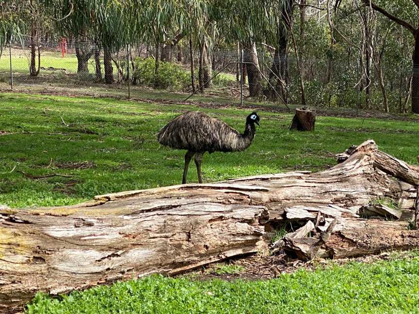 Cleland Wildlife Park, Crafers, SA