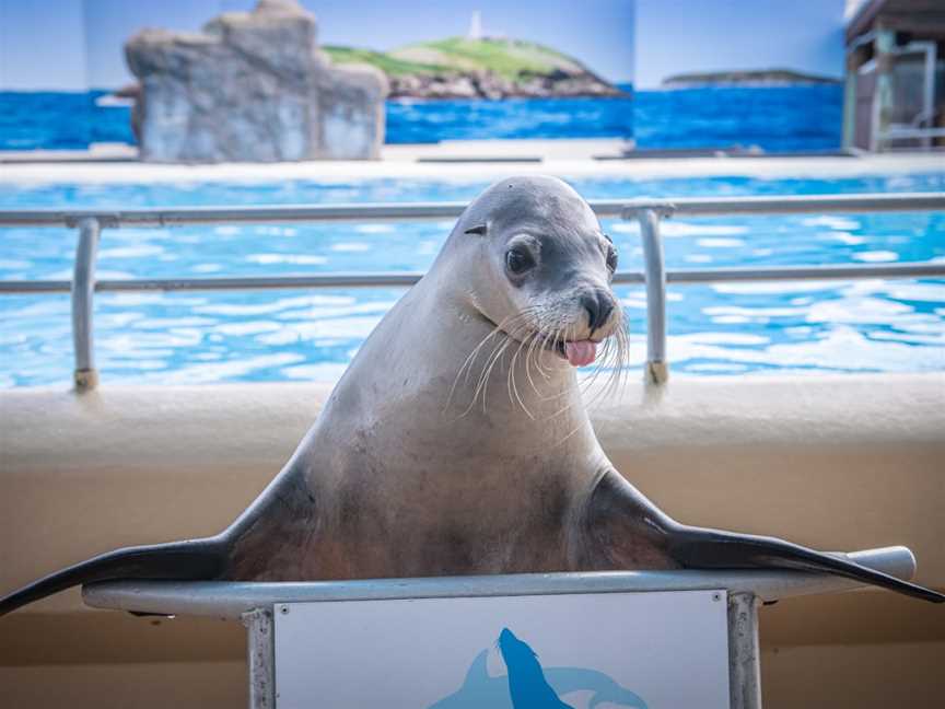 Dolphin Marine Conservation Park, Coffs Harbour, NSW