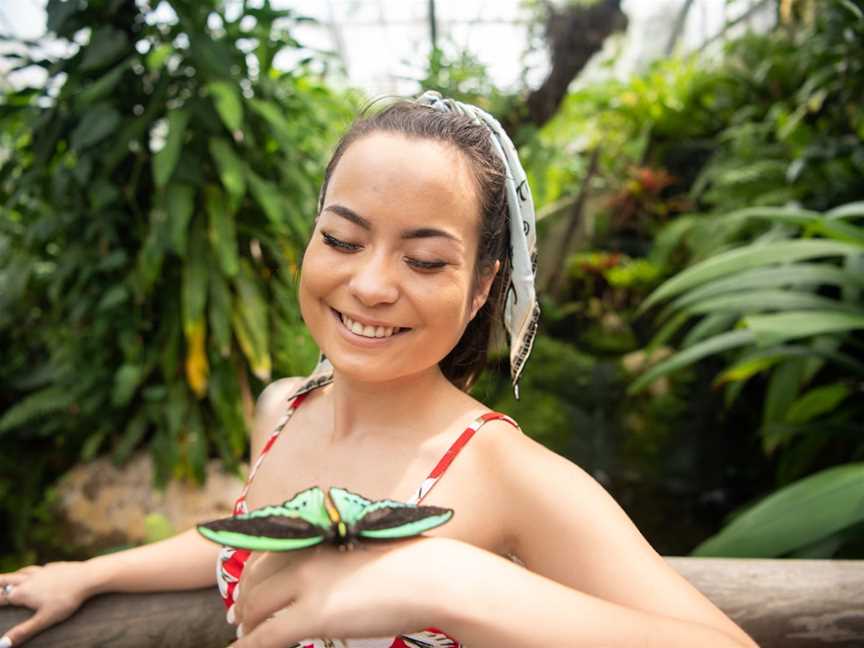 Australian Butterfly Sanctuary, Kuranda, QLD