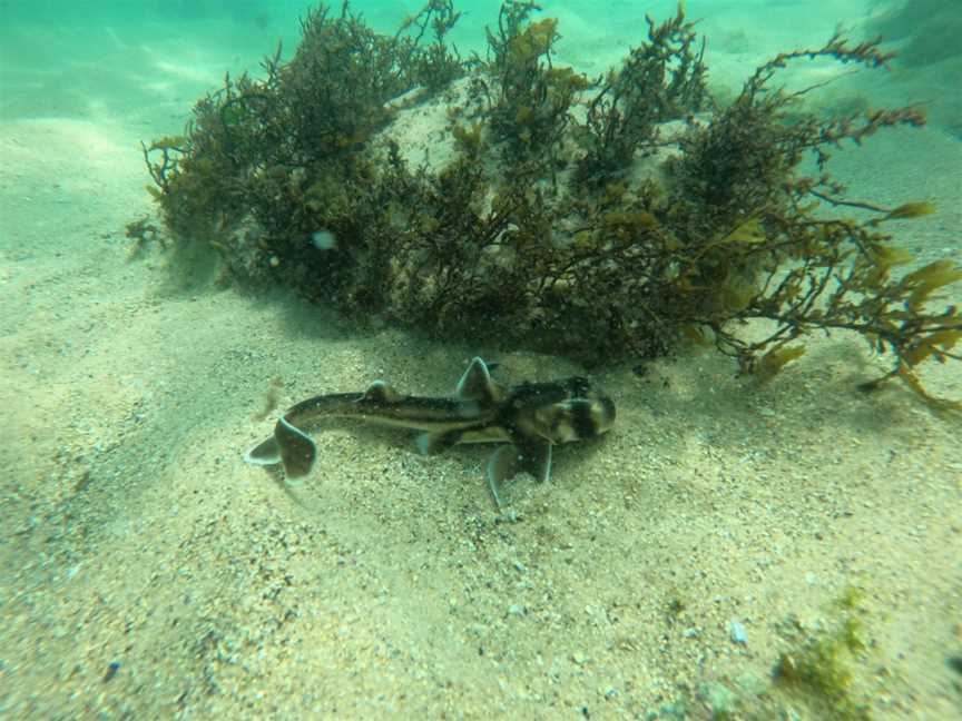 shelly beach, Manly, NSW