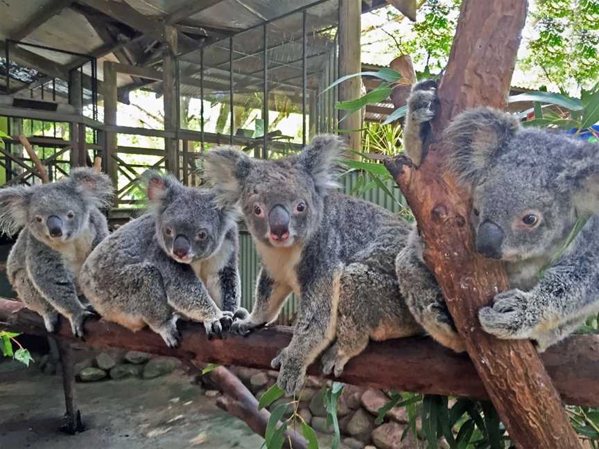 Rainforestation Nature Park, Kuranda, QLD