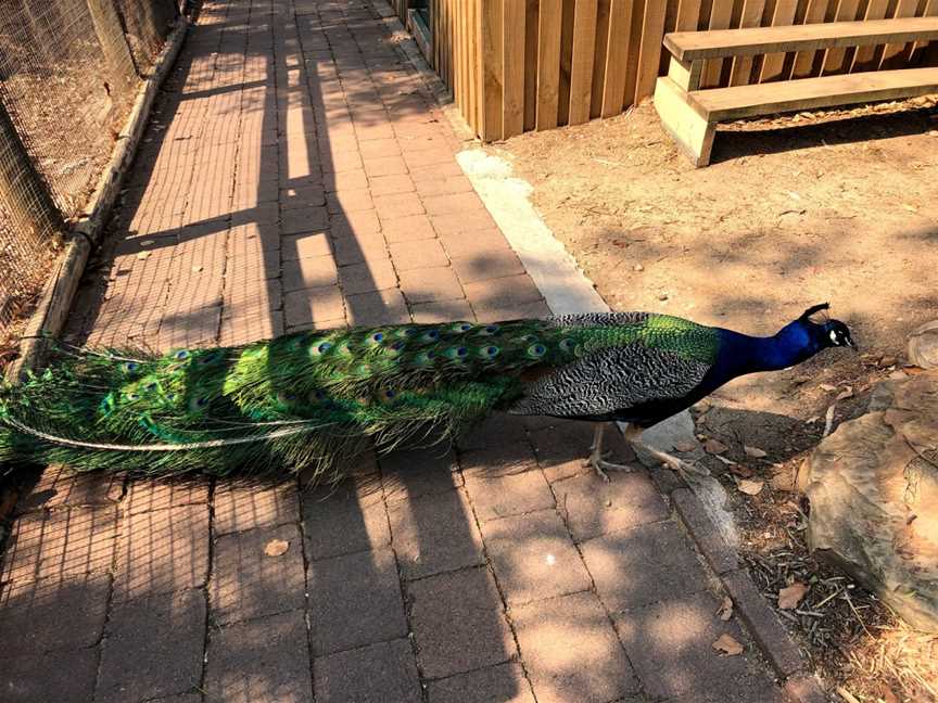 Calmsley Hill City Farm, Abbotsbury, NSW