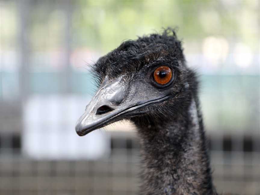 Alexandra Park Zoo, Bundaberg West, QLD