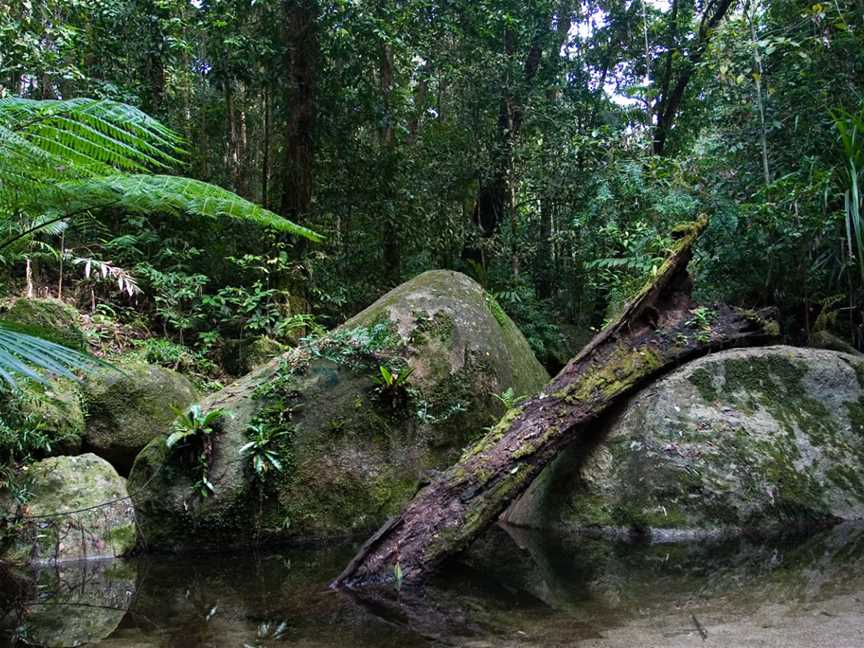 Daintree National Park, Cape Tribulation, QLD