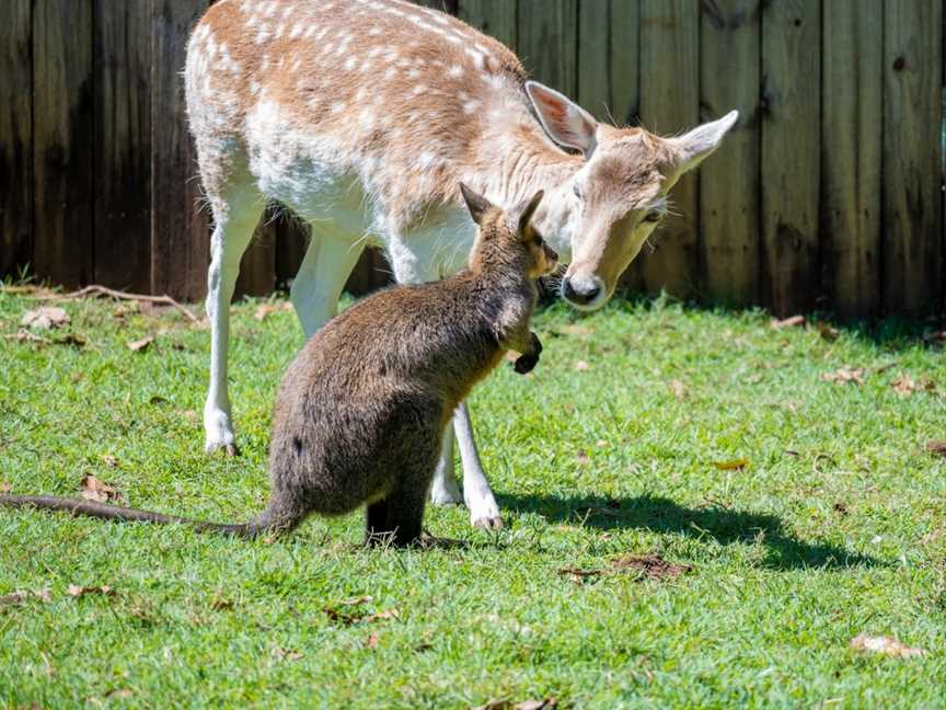 Wildlife HQ, Woombye, QLD