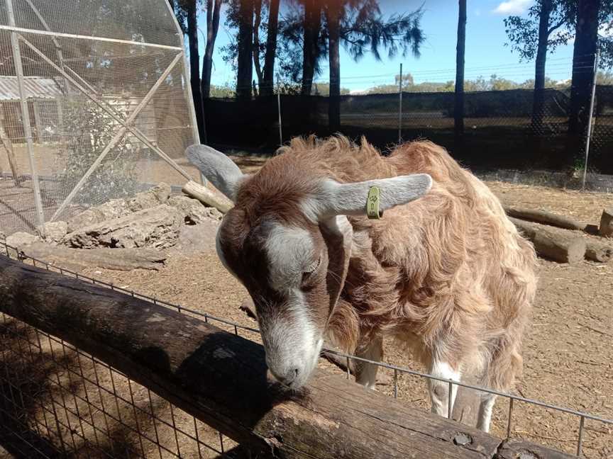 Ranger Red's Zoo & Conservation Park, Pinjarra, WA