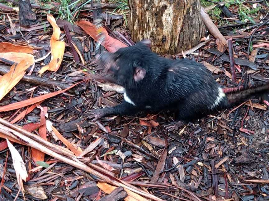 Tasmanian Devil Unzoo, Taranna, TAS