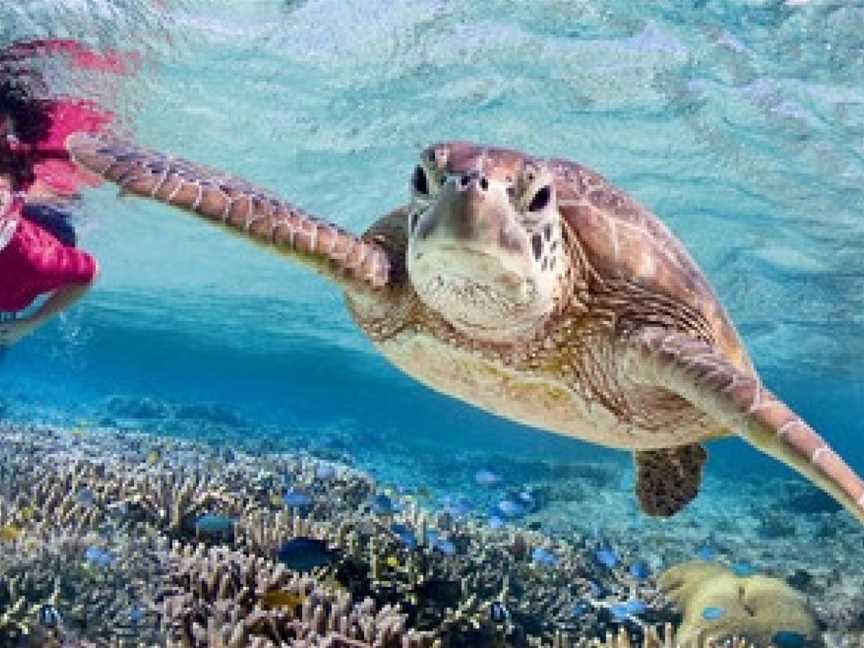 Mon Repos Turtle Encounter, Bundaberg, QLD