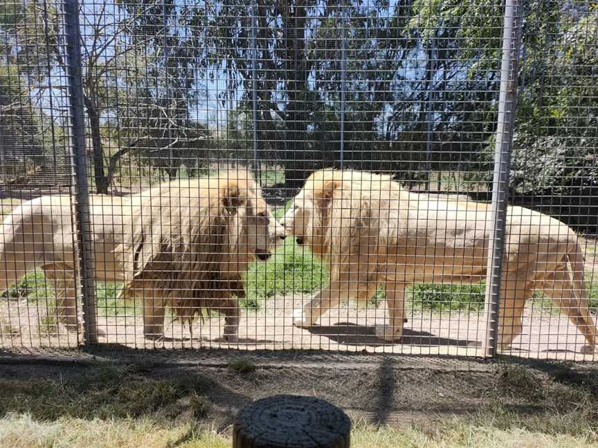 Mansfield Zoo, Mansfield, VIC