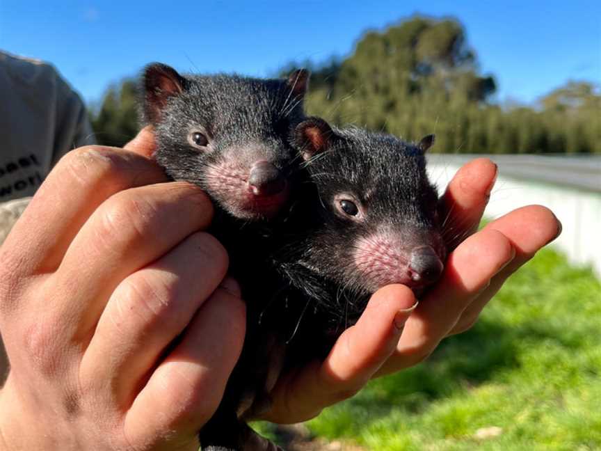 East Coast Natureworld, Bicheno, TAS