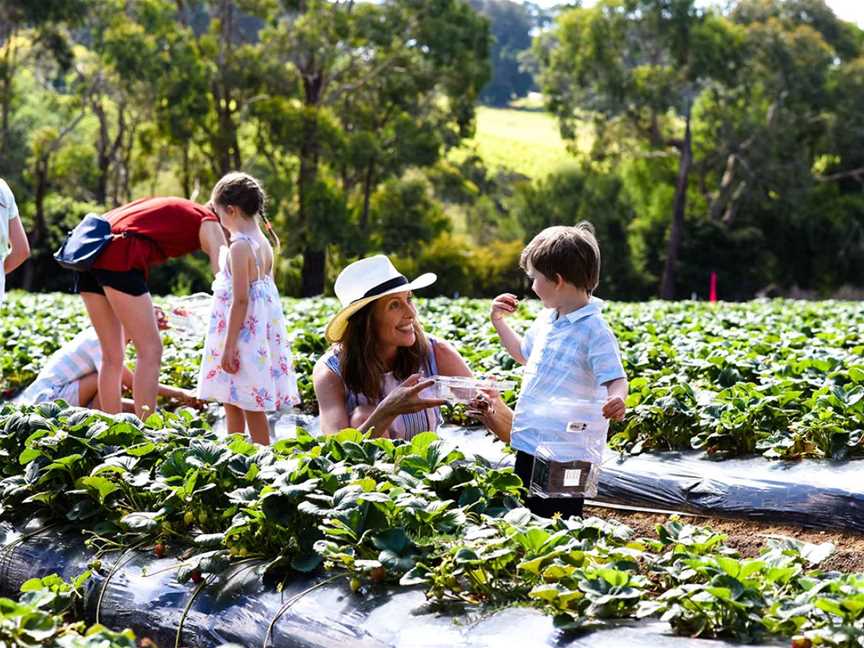 Sunny Ridge Strawberry Farm, Main Ridge, VIC