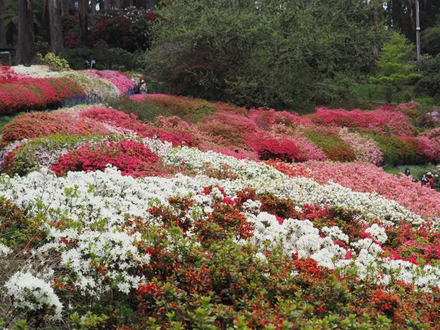 Dandenong Ranges Botanic Garden, Olinda, VIC