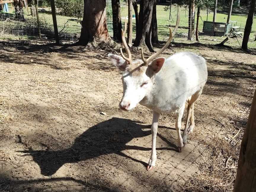 Lyell Deer Sanctuary, Mount Samson, QLD