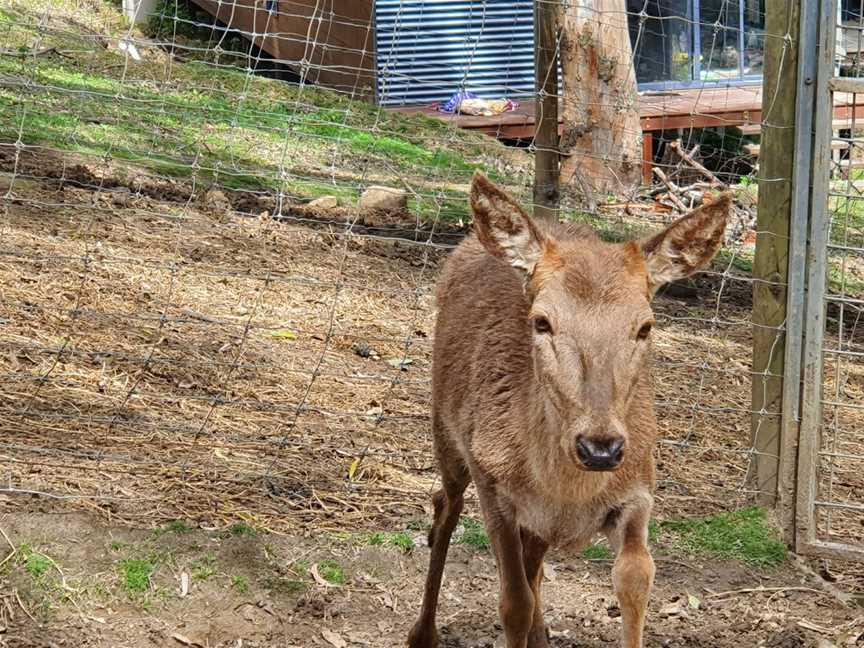 Lyell Deer Sanctuary, Mount Samson, QLD