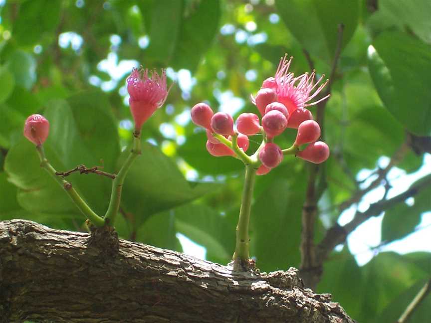 North Coast Regional Botanic Garden, Coffs Harbour, NSW