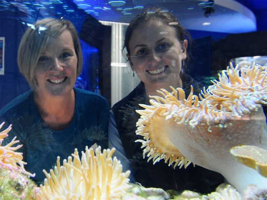 Solitary Islands Aquarium, Coffs Harbour, NSW