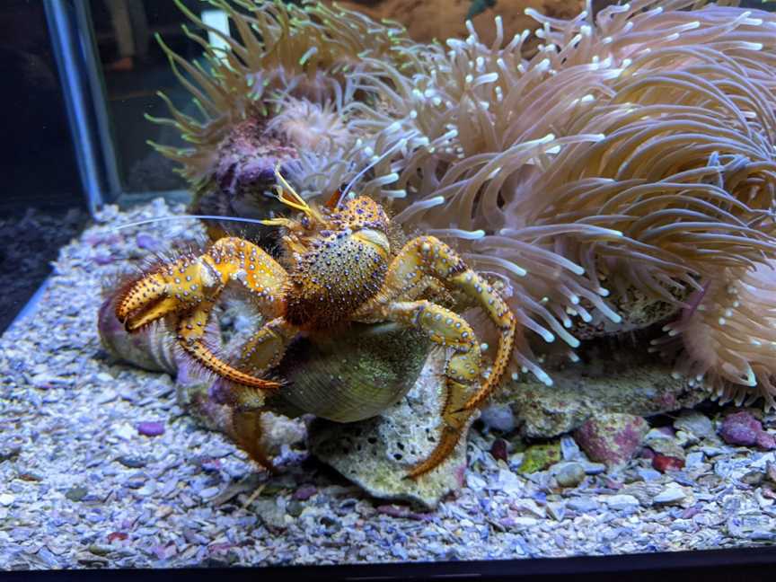 Solitary Islands Aquarium, Coffs Harbour, NSW