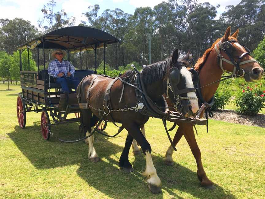 Hunter Valley Horses / @ the farm / HVH FARMS, Pokolbin, nsw