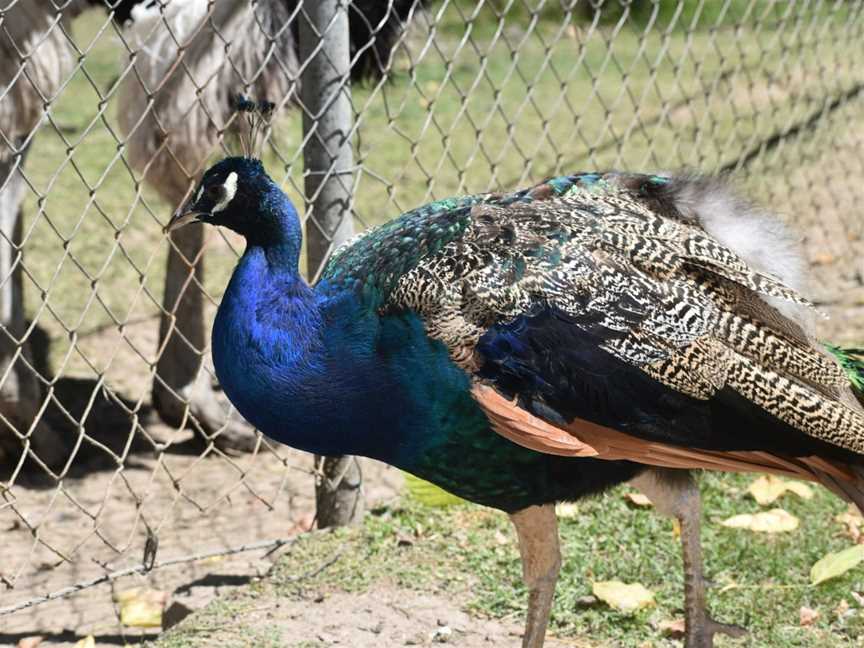 Green Valley Farm, Tingha, NSW