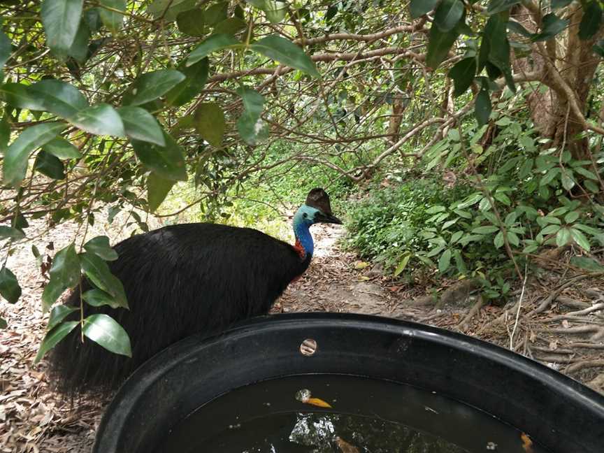 Daintree Wild Zoo, Daintree, QLD