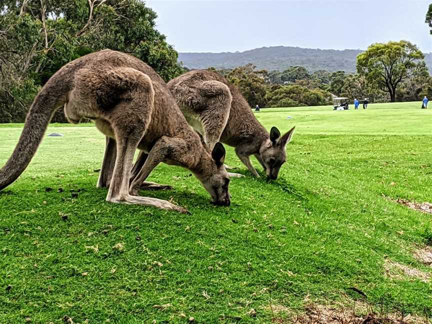 Anglesea Mini Golf, Anglesea, VIC