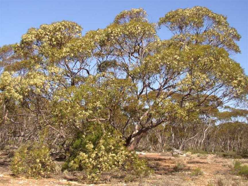 Australian Inland Botanic Gardens, Buronga, NSW