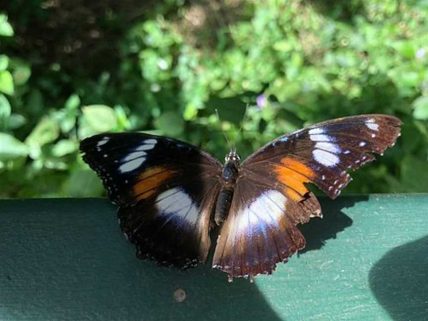 Batchelor Butterfly Farm and Pet Garden, Batchelor, NT