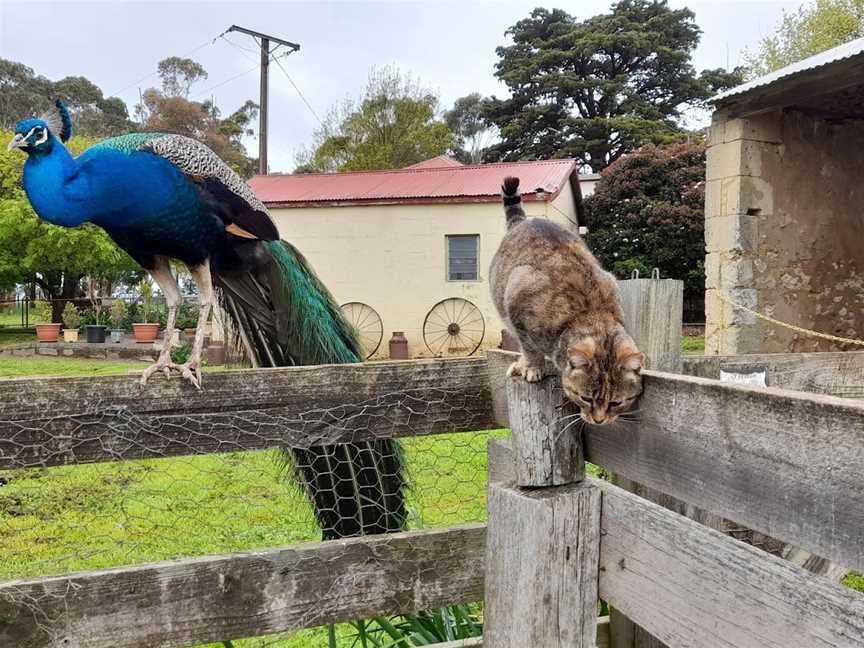 Echo Farm, Mount Gambier, SA