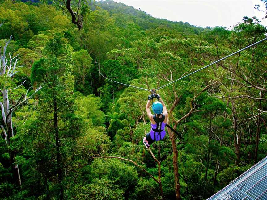 Canyon Flyer Zipline Tour, Australia's largest Zipline Tour, North Tamborine, QLD