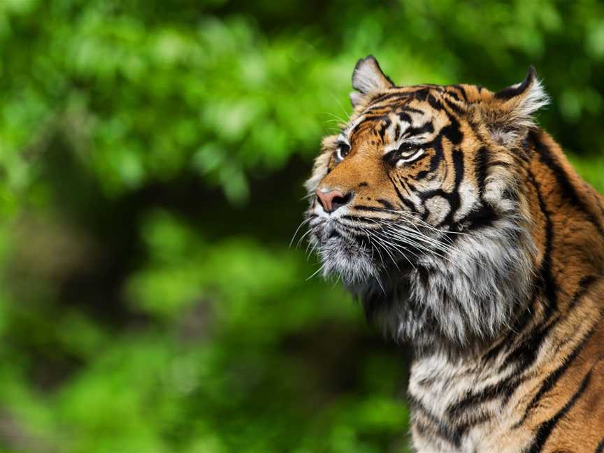 Auckland Zoo, Western Springs, New Zealand