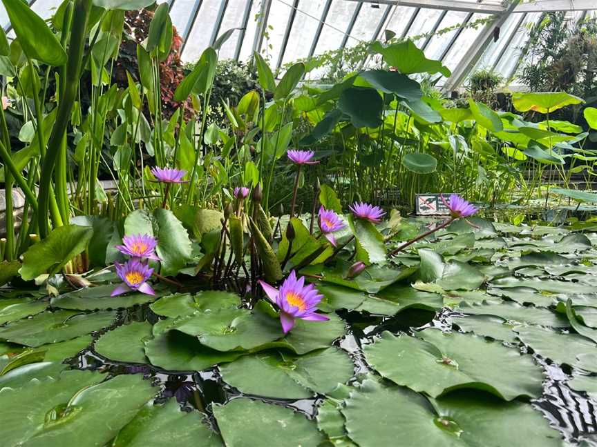 The Begonia House at the Lady Norwood Rose Garden, Wellington, New Zealand