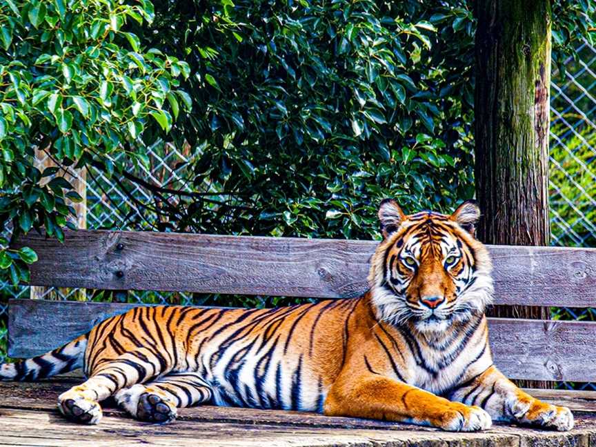 Hamilton Zoo, Baverstock, New Zealand